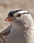 White Crowned Sparrow 9736